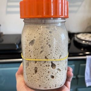 sourdough starter