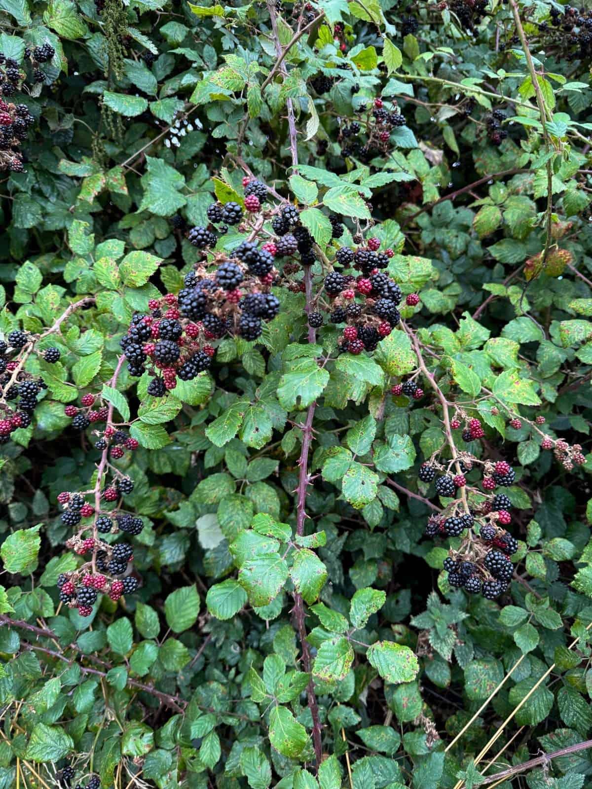 wild blackberry bush