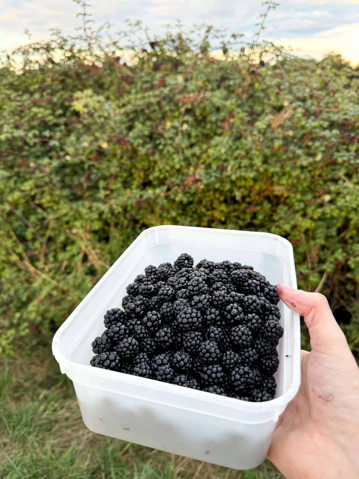 foraged wild blackberries