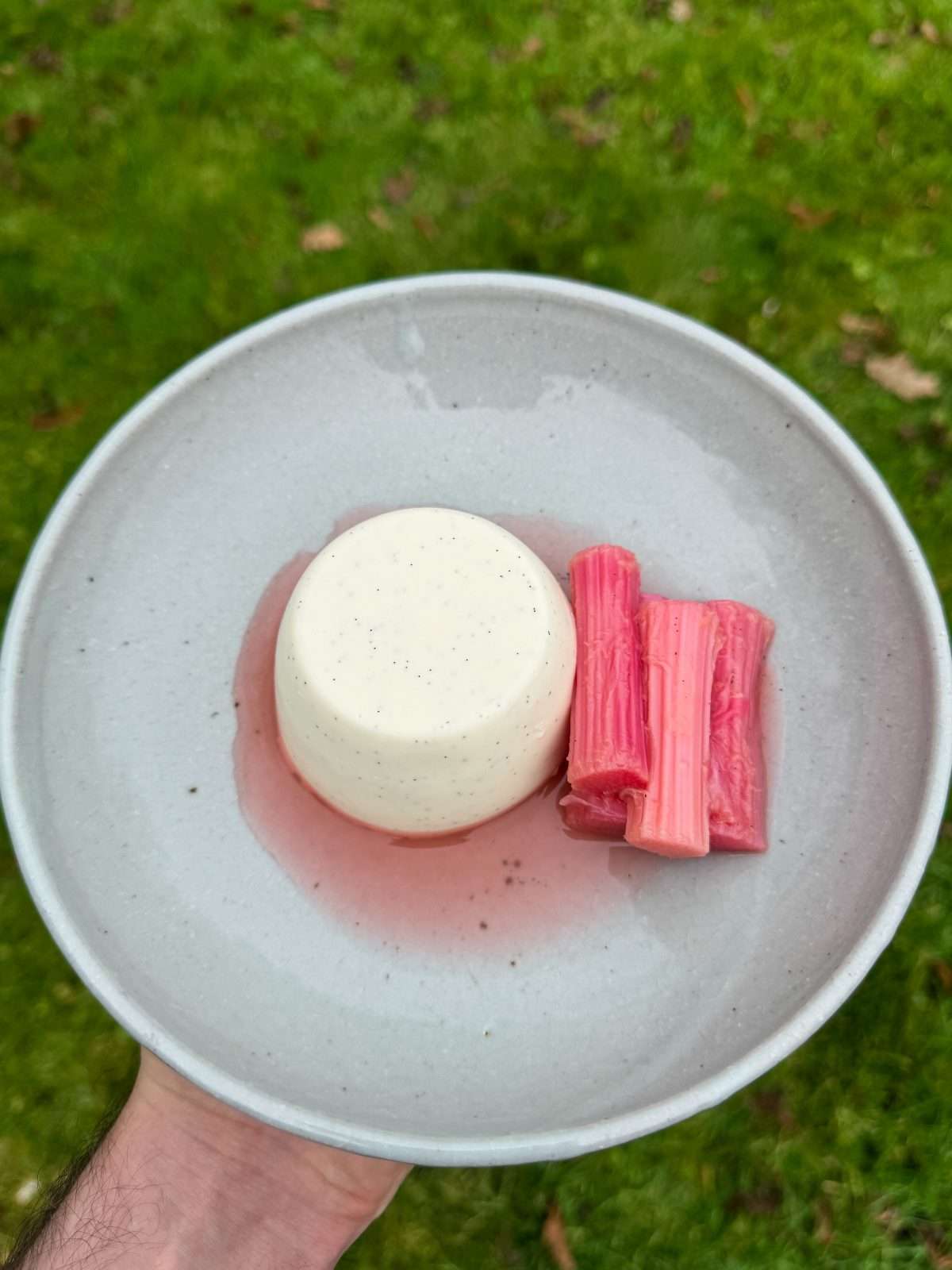 vanilla yogurt panna cotta with forced rhubarb