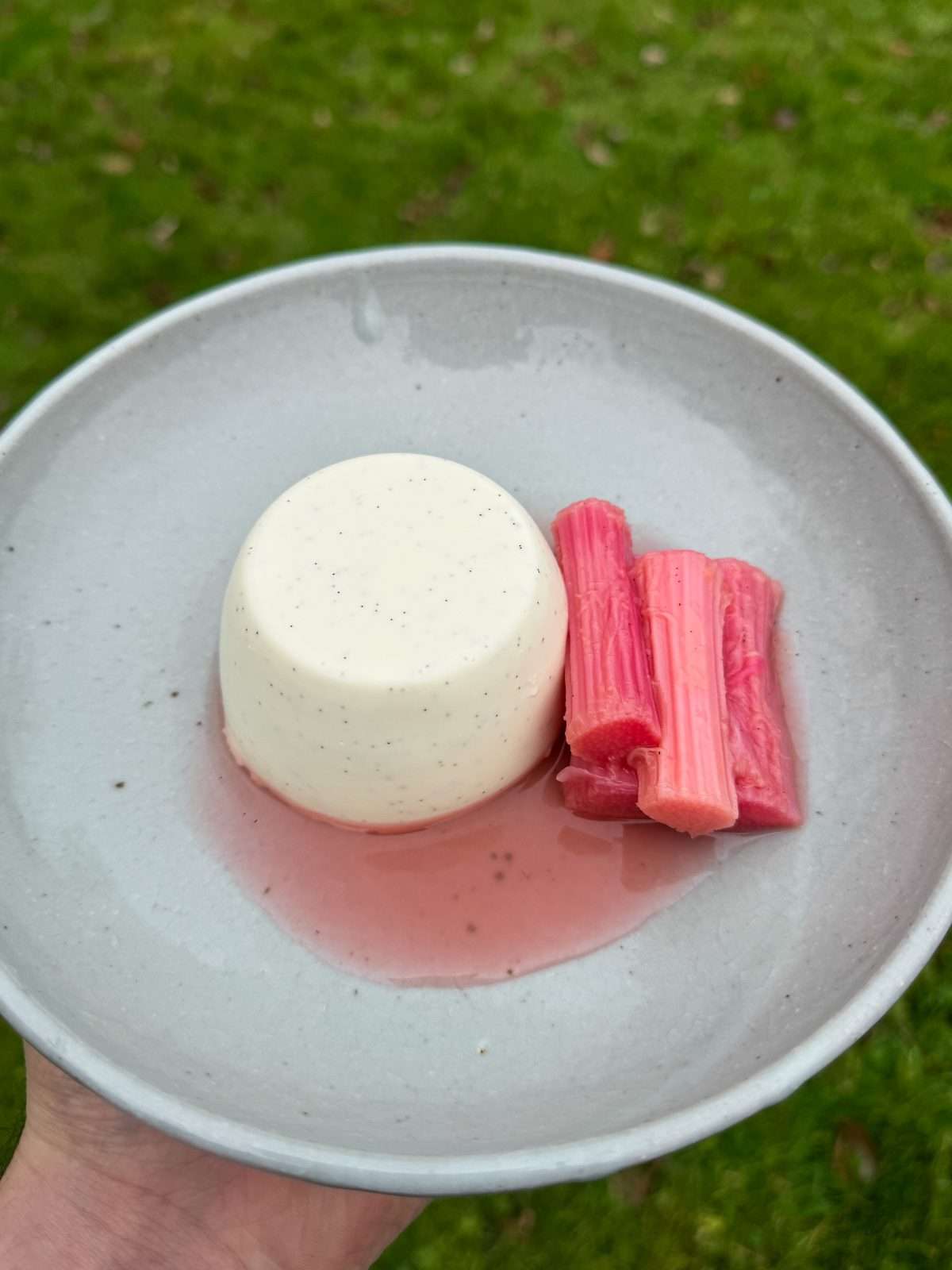 yoghurt panna cotta with rhubarb
