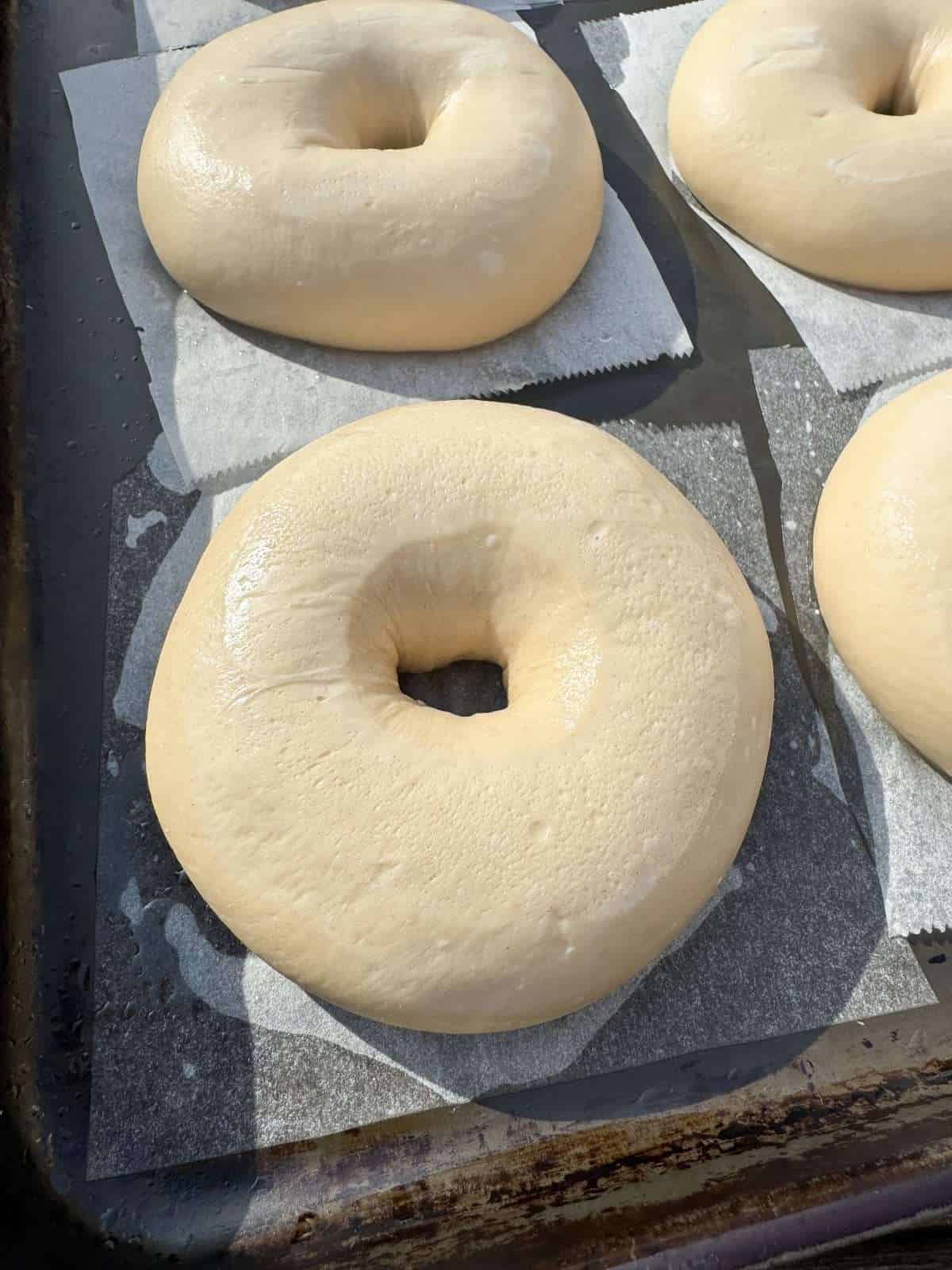 cold proved bagel