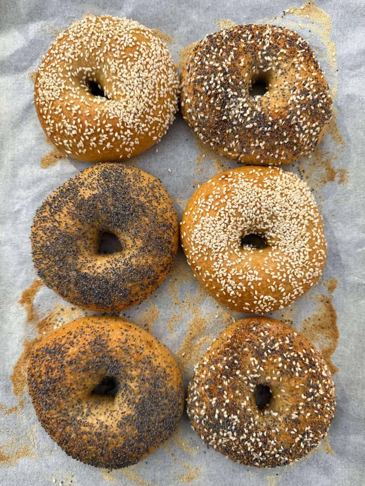 homemade bagels on semolina dusted tray