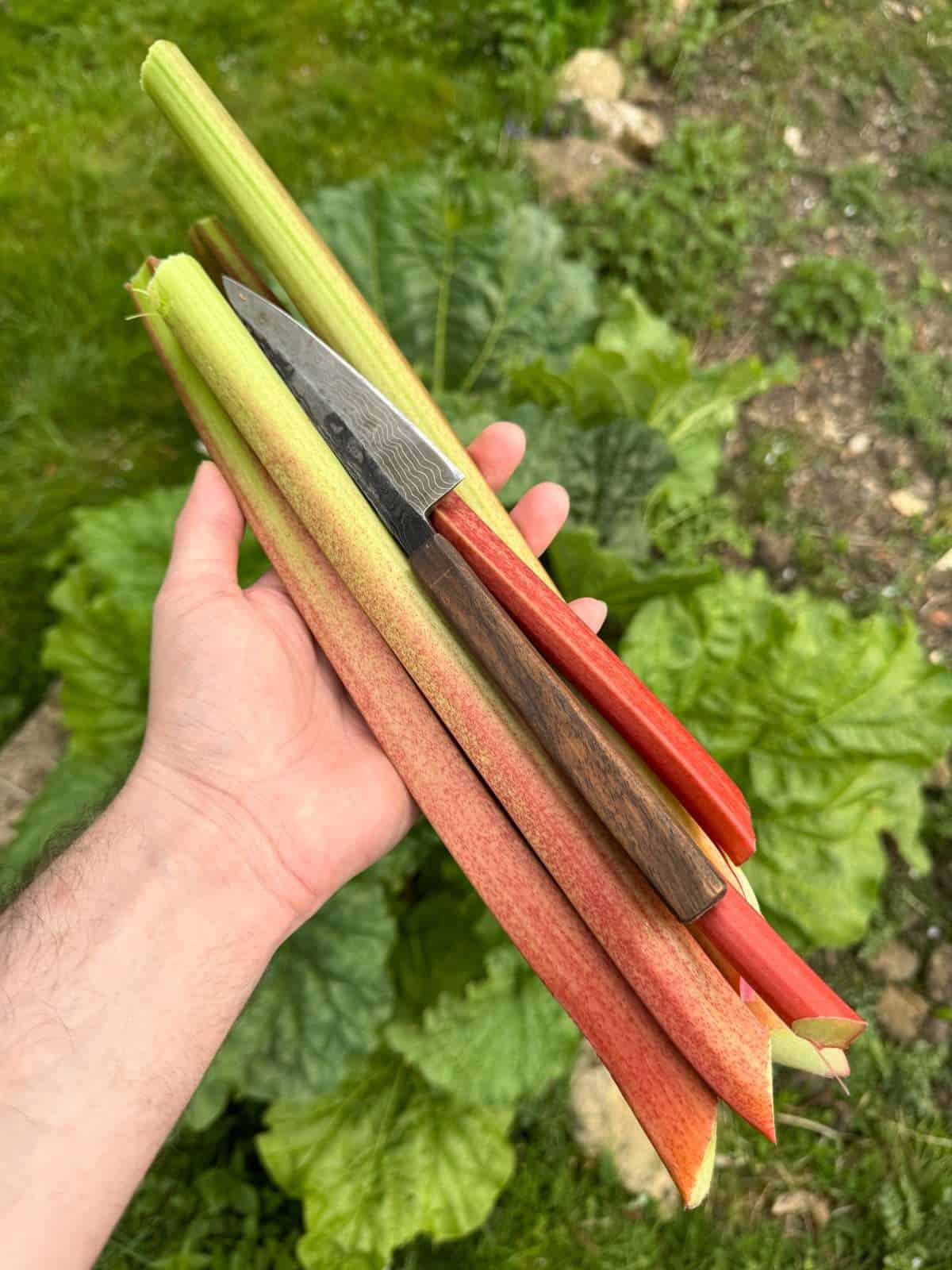 home grown rhubarb