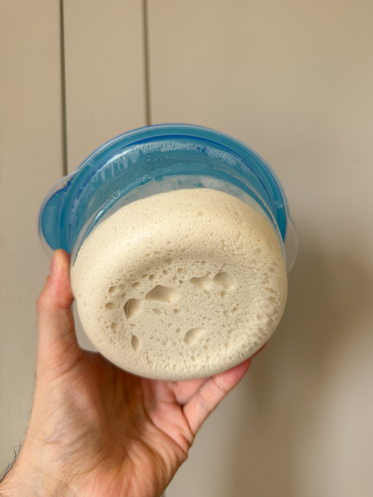 pizza dough after 48 hour cold prove