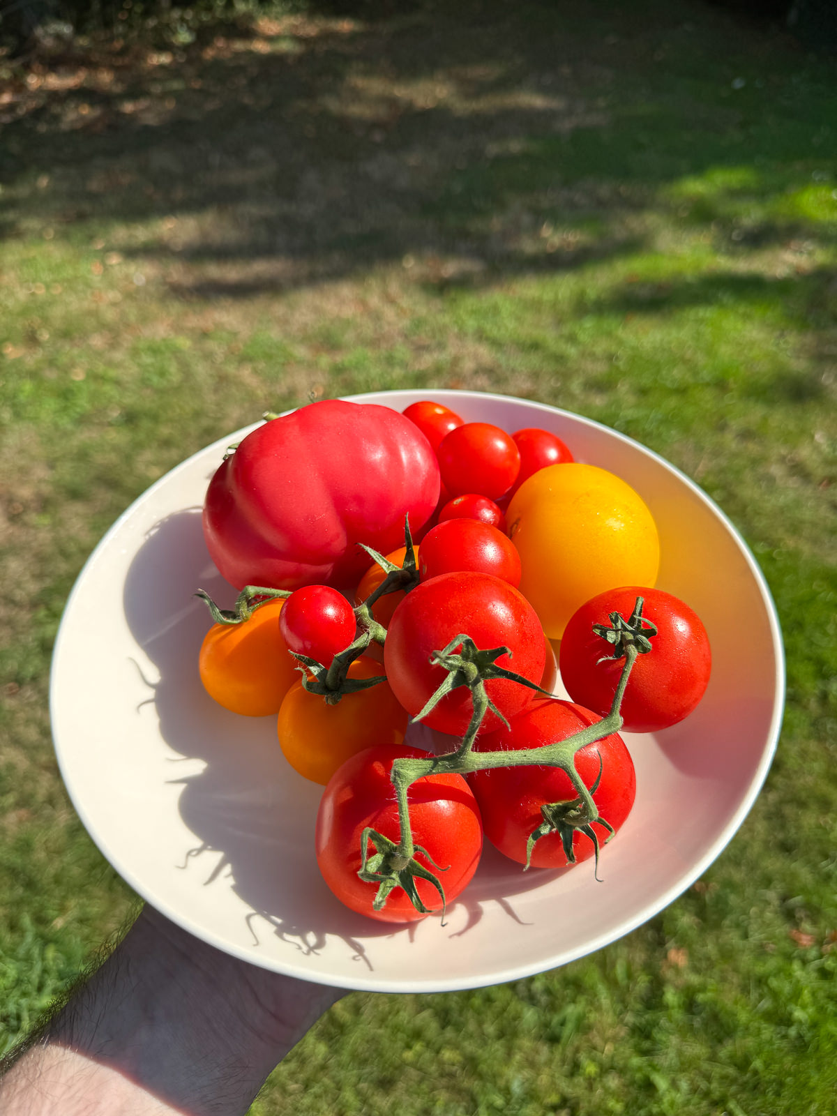 heirloom tomatoes