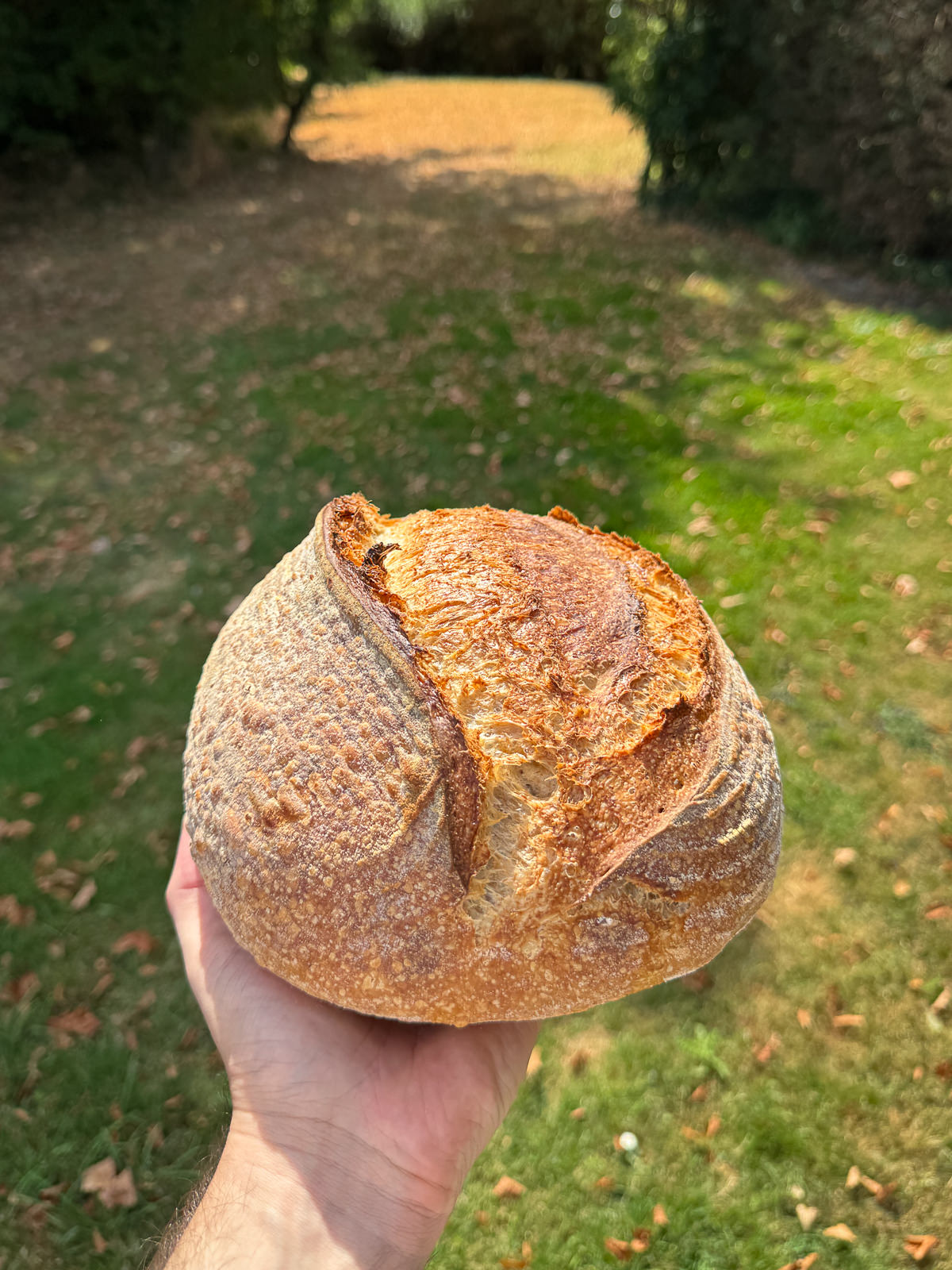 sourdough bread ear oven spring
