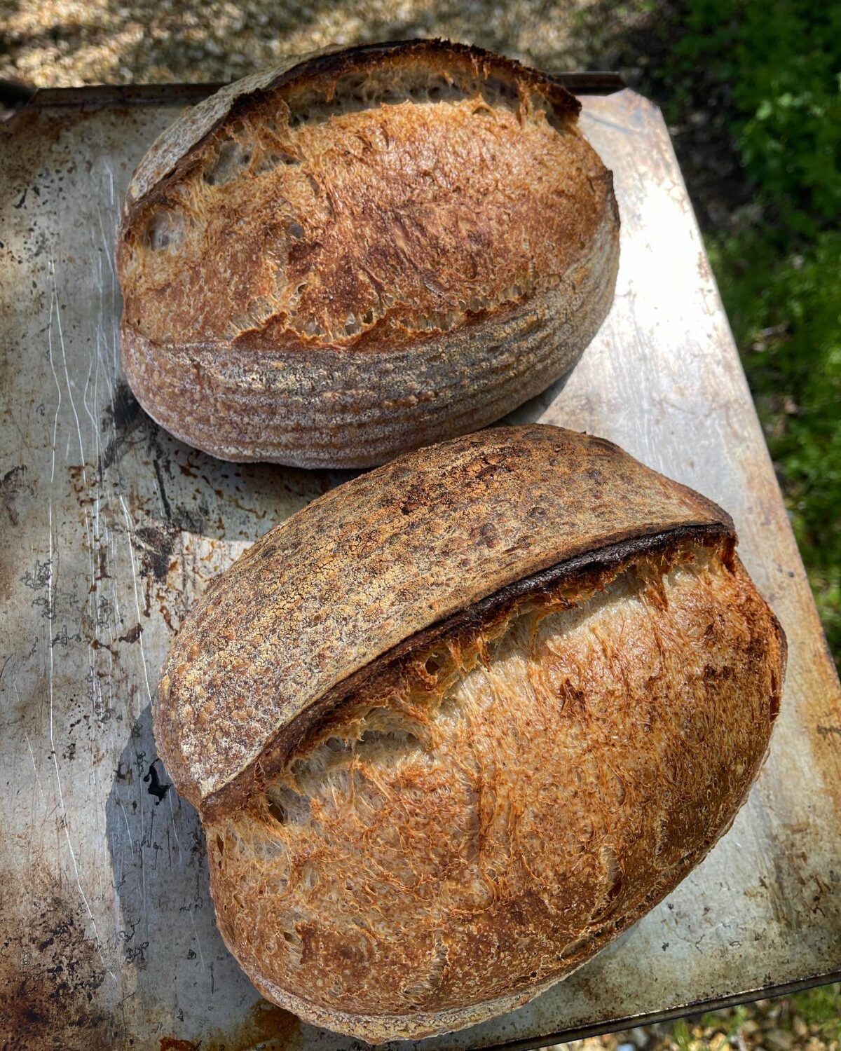 homemade sourdough loaves on tray