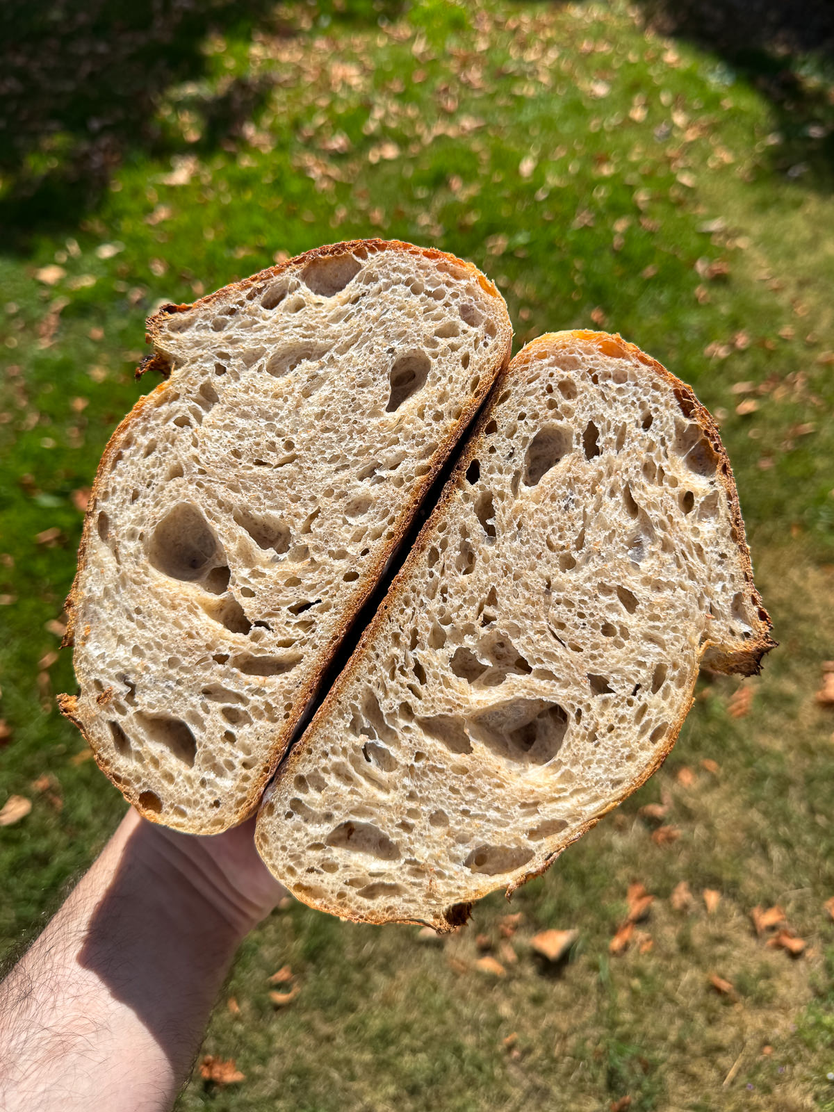 sourdough bread cross section