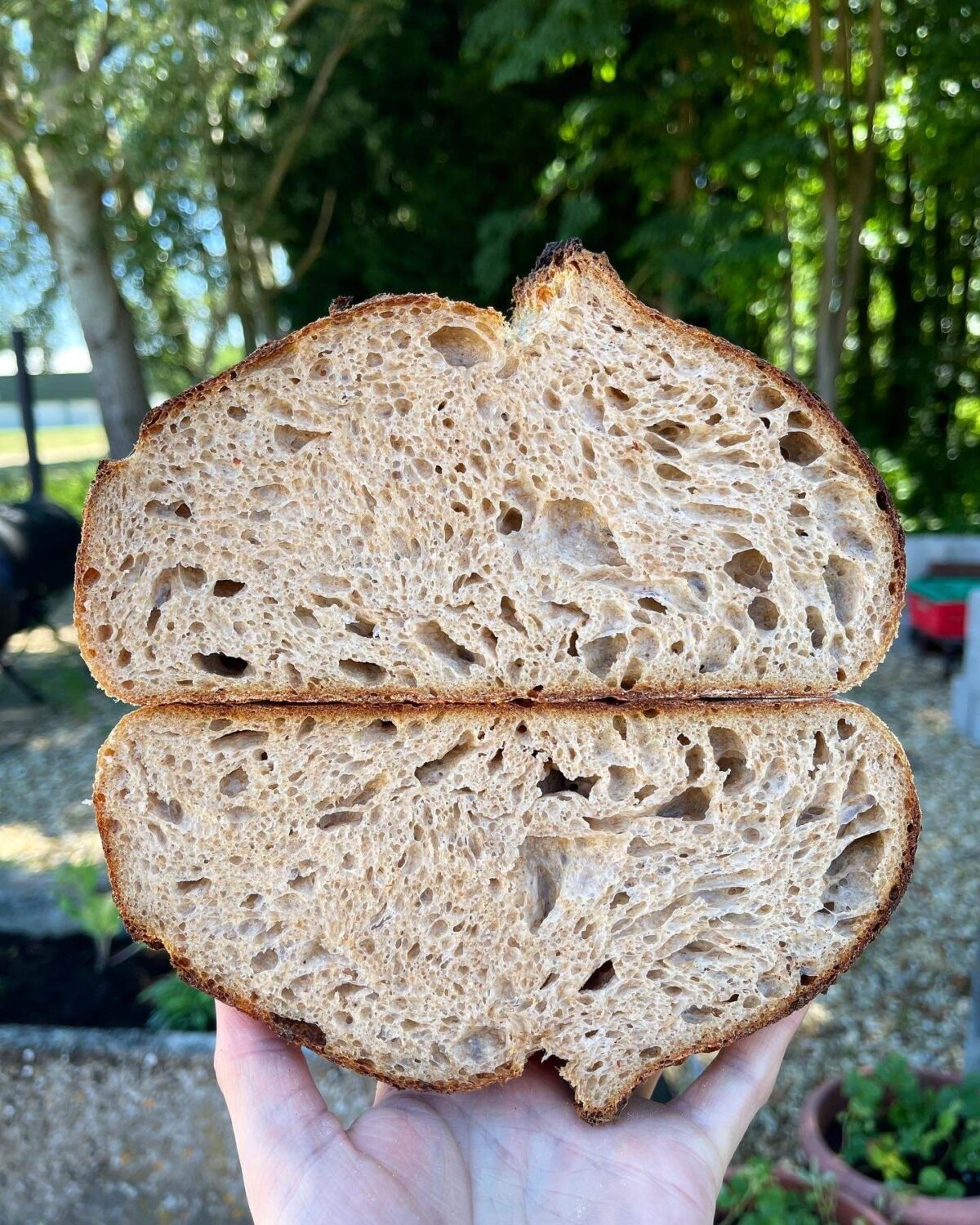sourdough open crumb