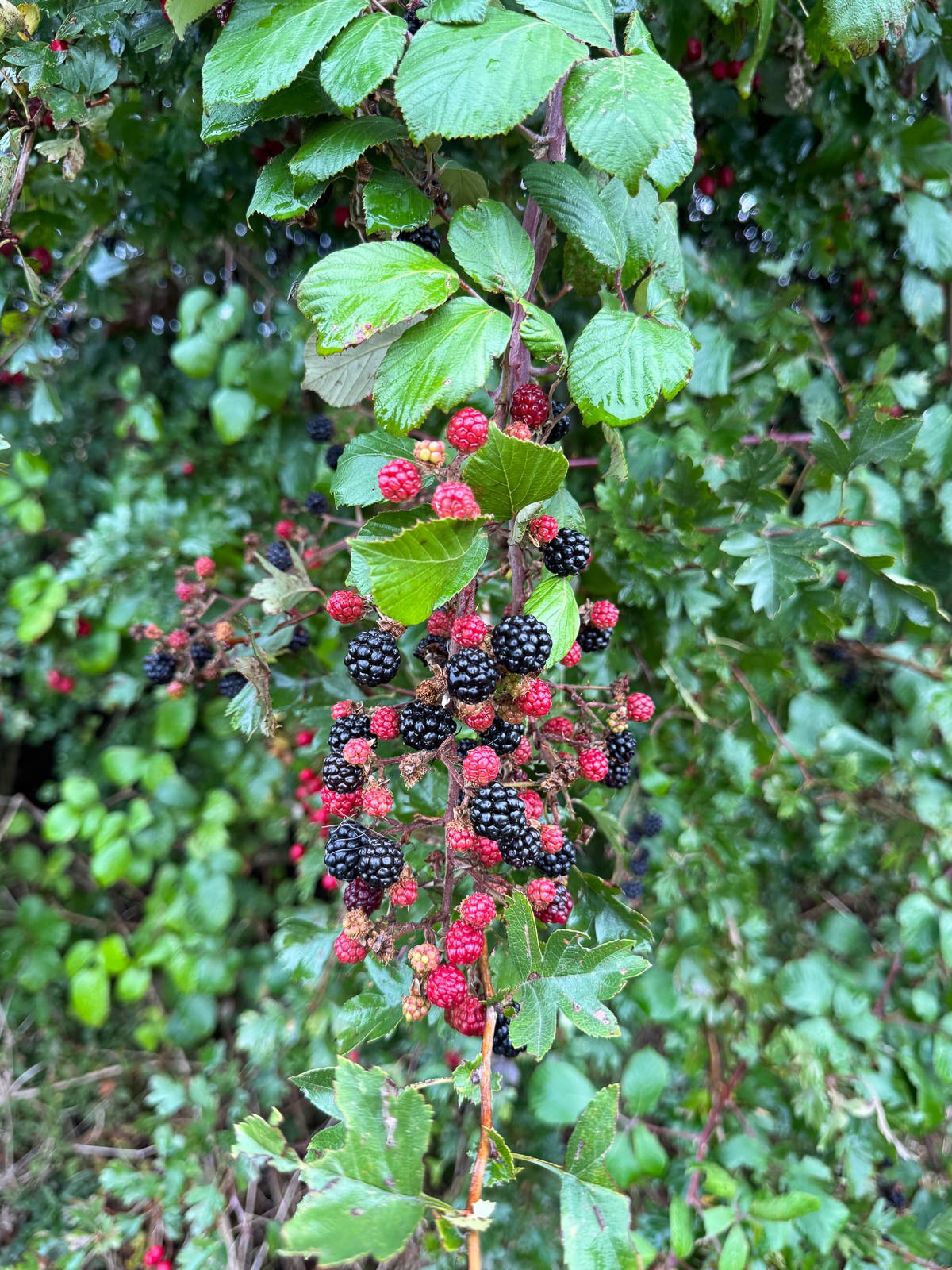 wild blackberry bush